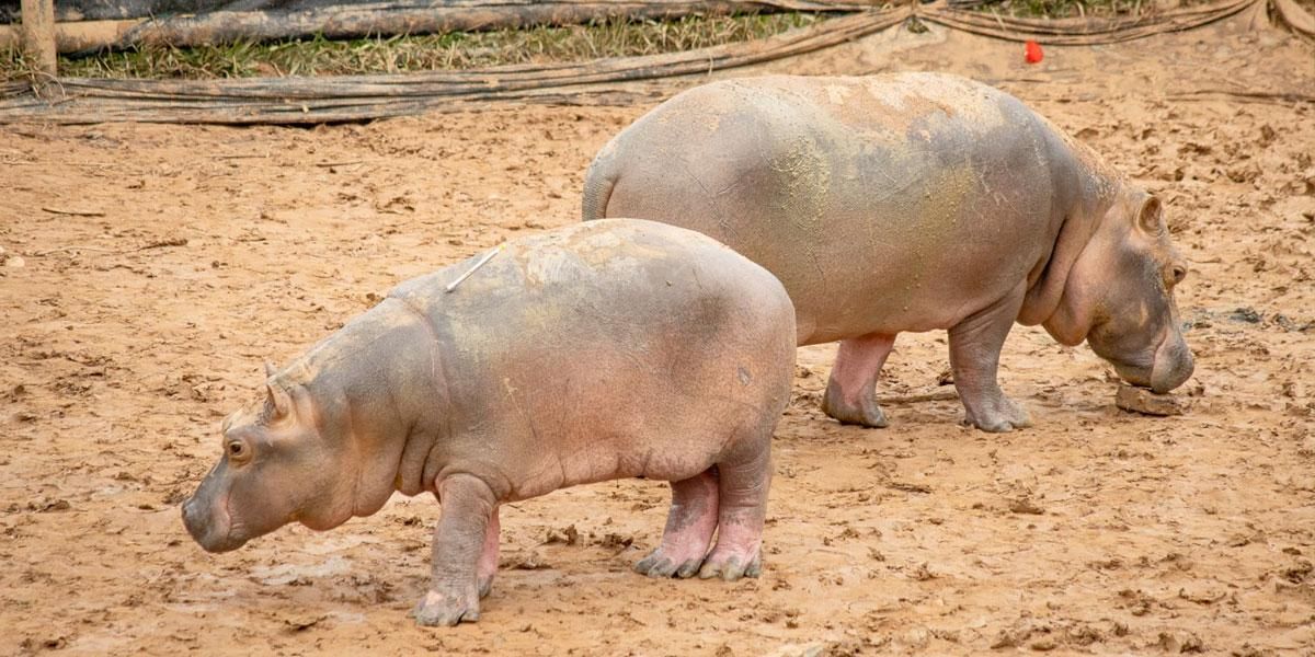 Reubican pareja de hipopótamos para el control y manejo de esta especie invasora