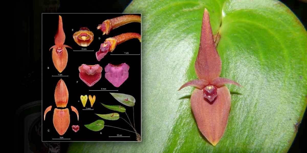 Descubren nueva orquídea en inmediaciones del Nevado del Ruíz