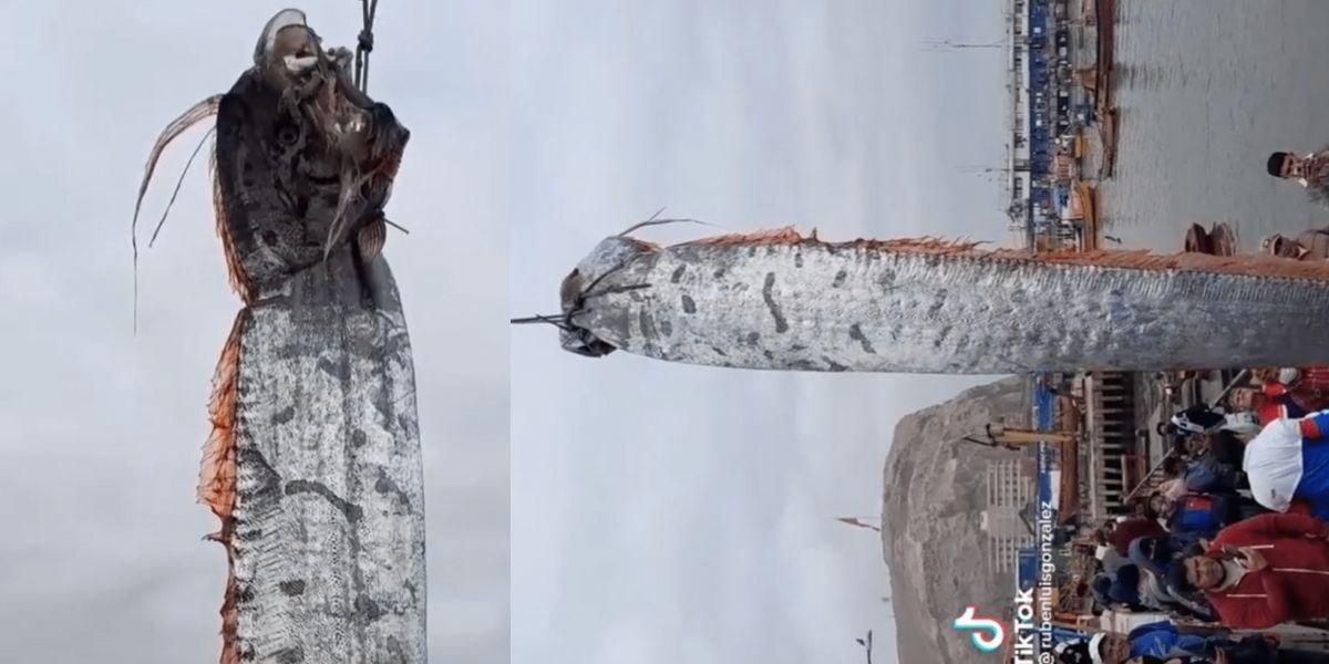 Aparece gigantesco pez en Chile que sería augurio de desastres naturales