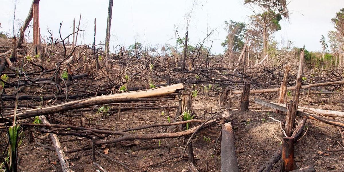 Deforestación disminuyó en un 37% en el segundo trimestre del año