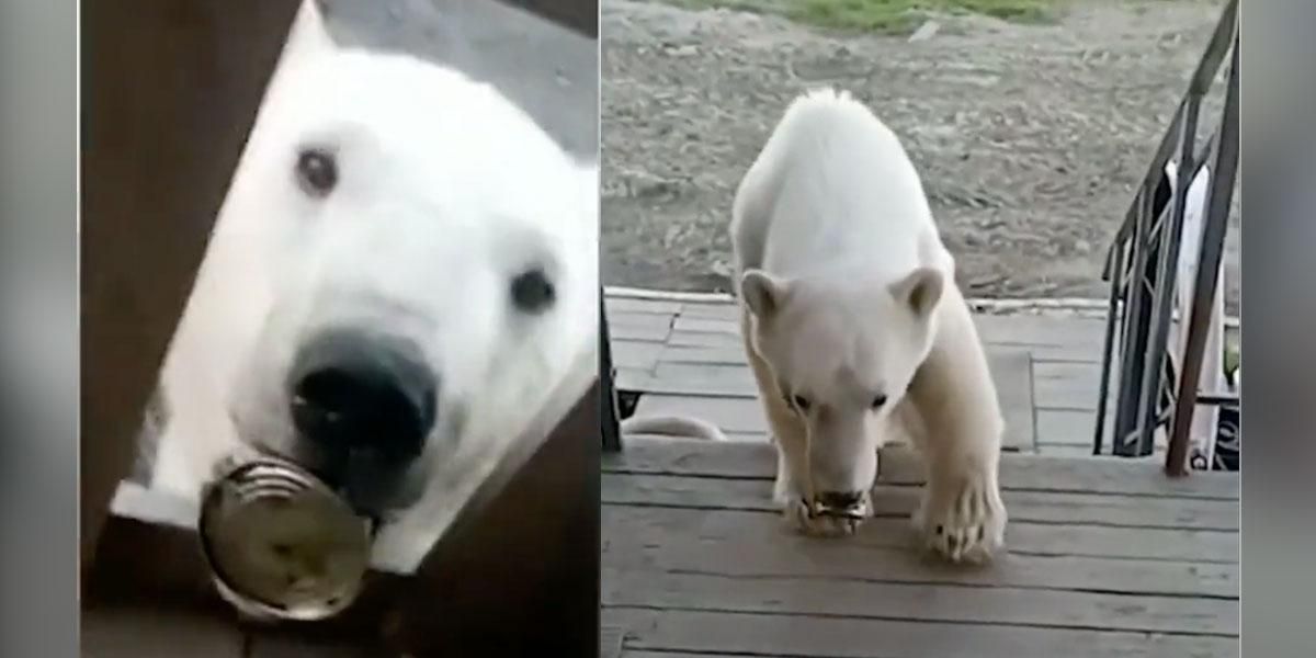 Video: Osa polar pide ayuda a humanos tras atorar su lengua en una lata de leche condensada