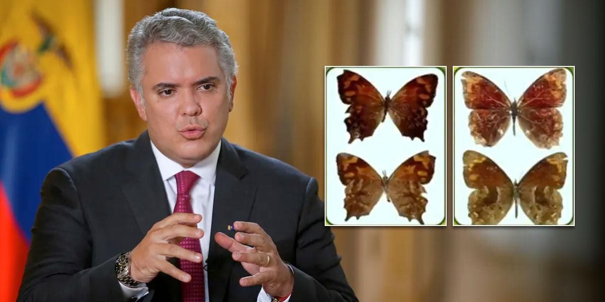 Bautizaron una especie de mariposa recientemente descubierta en Colombia con el nombre de “Iván Duque” ¿Por qué?