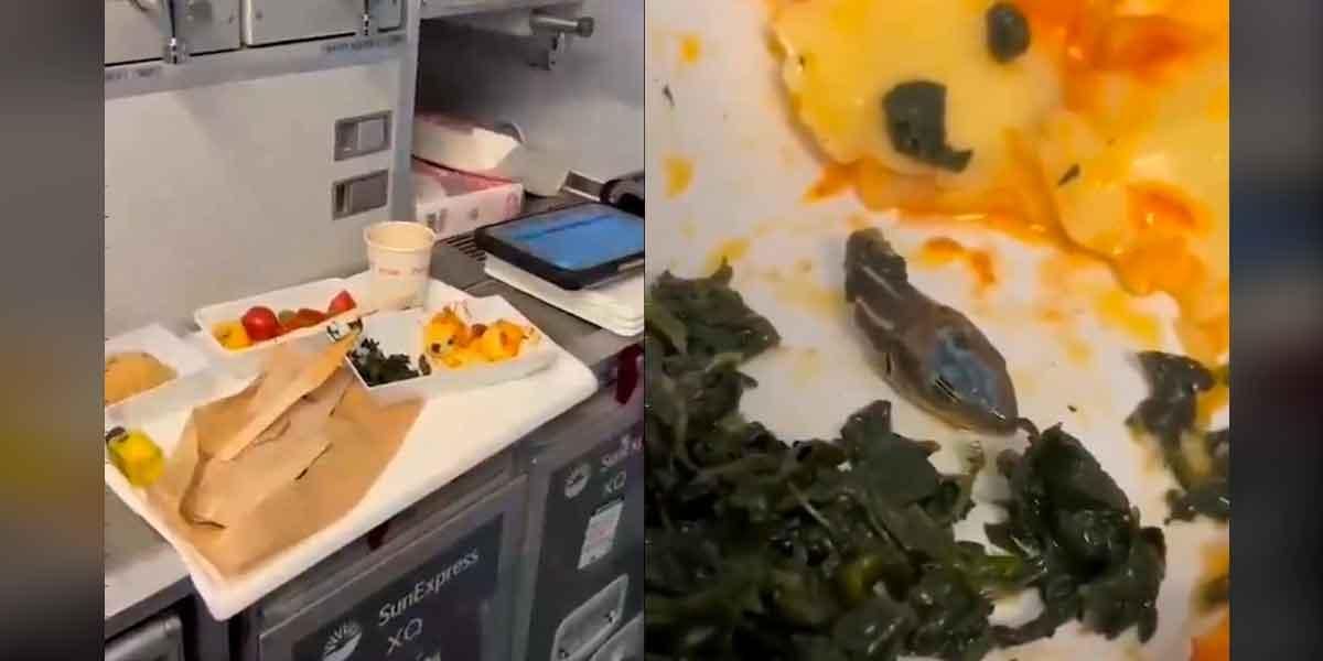 Video: Encuentran la cabeza de serpiente en la comida de un vuelo