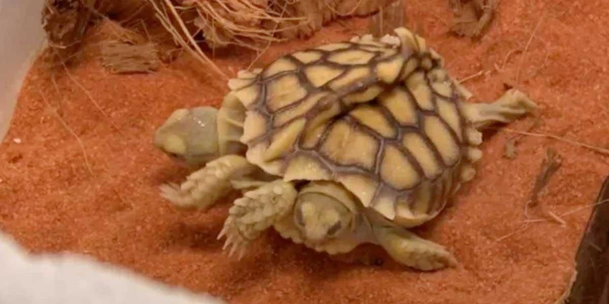 Expectativa en el mundo animal por el nacimiento de tortuga siamesa de dos cabezas: esperan que viva 150 años