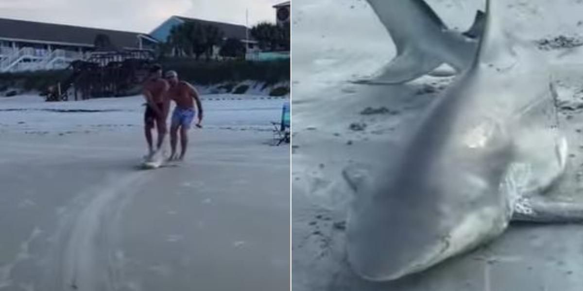 hombres arrastraron a tiburon por la playa