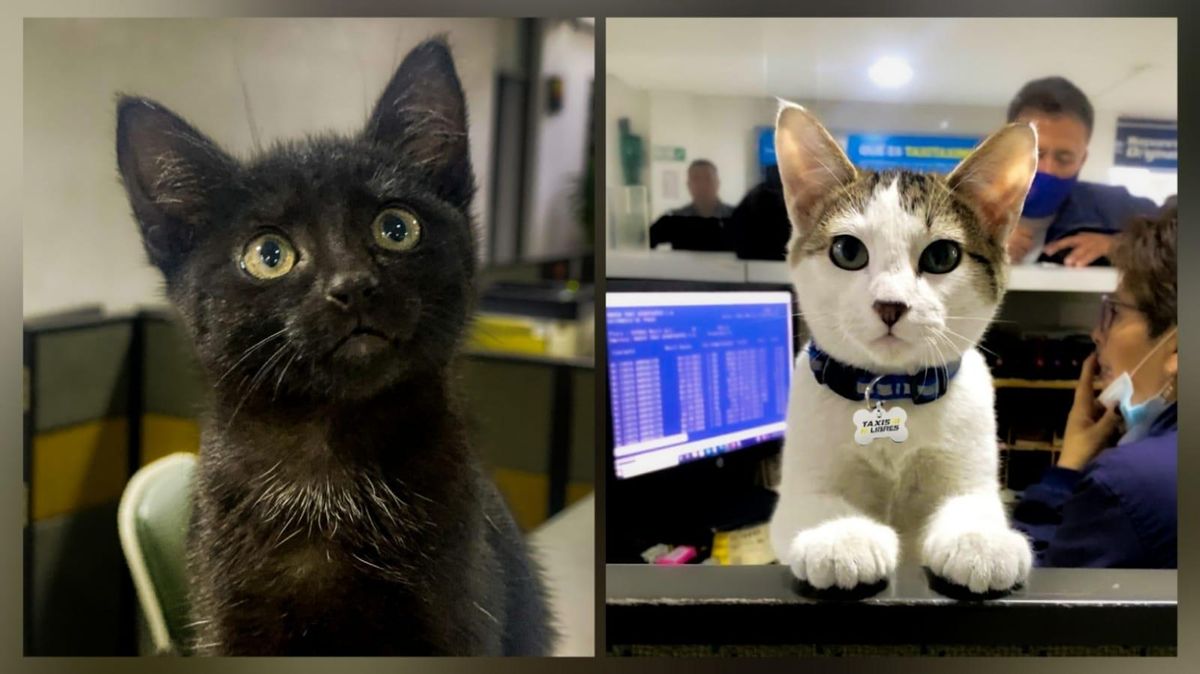 Dos gatos rescatados ahora tienen empleo: son “inspectores por excelencia” en una empresa de taxis