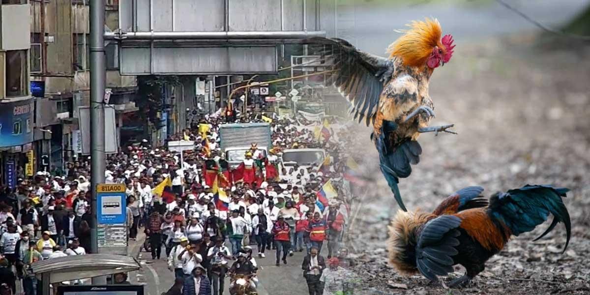 “Con espuela en mano”: reportan protesta en Bogotá en rechazo a la prohibición de las peleas de gallos
