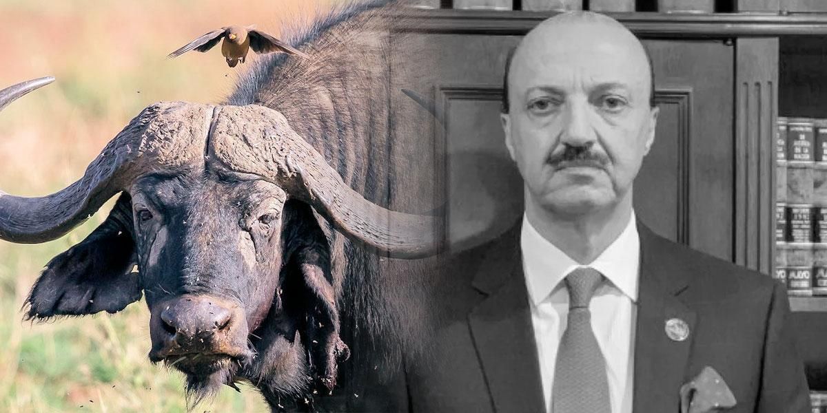 ¿Karma?: líder de una federación de caza muere corneado por búfalo cuando se disponía a sacrificarlo con disparos