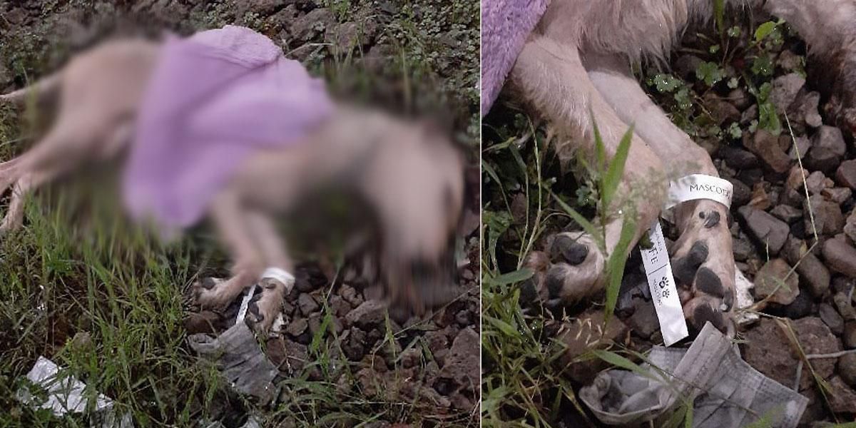 Hallan cadáver de perro tirado en una calle de Bogotá: familia denuncia que había pagado servicio funerario