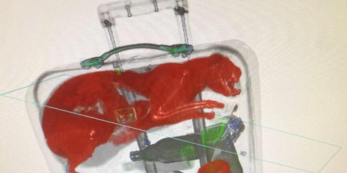 En aeropuerto de Nueva York, encuentran un gato dentro de una maleta de viaje, gracias a los rayos X