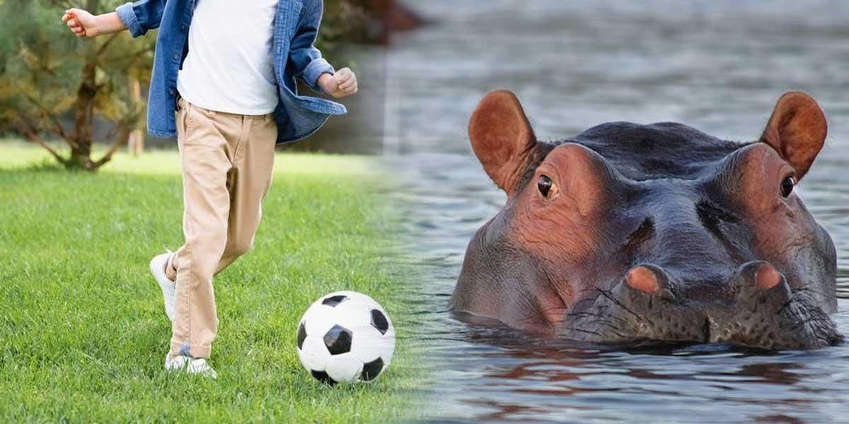 Bebé sobrevivió luego de que un hipopótamo se lo tragara y lo escupiera