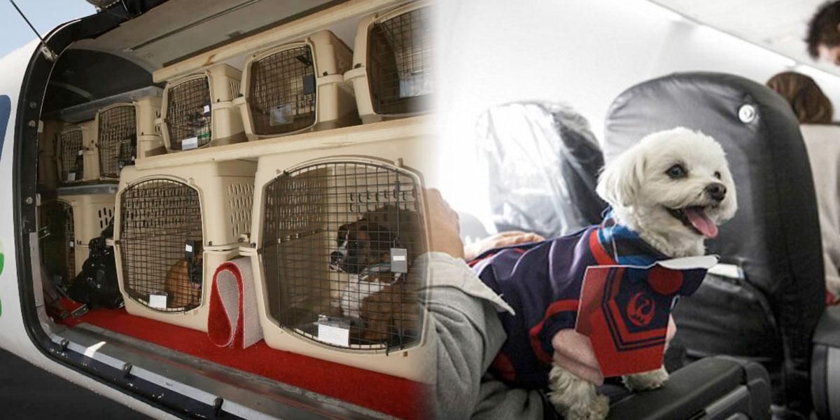 ¿Qué debe hacer para poder volar con su mascota en cabina sin problemas?