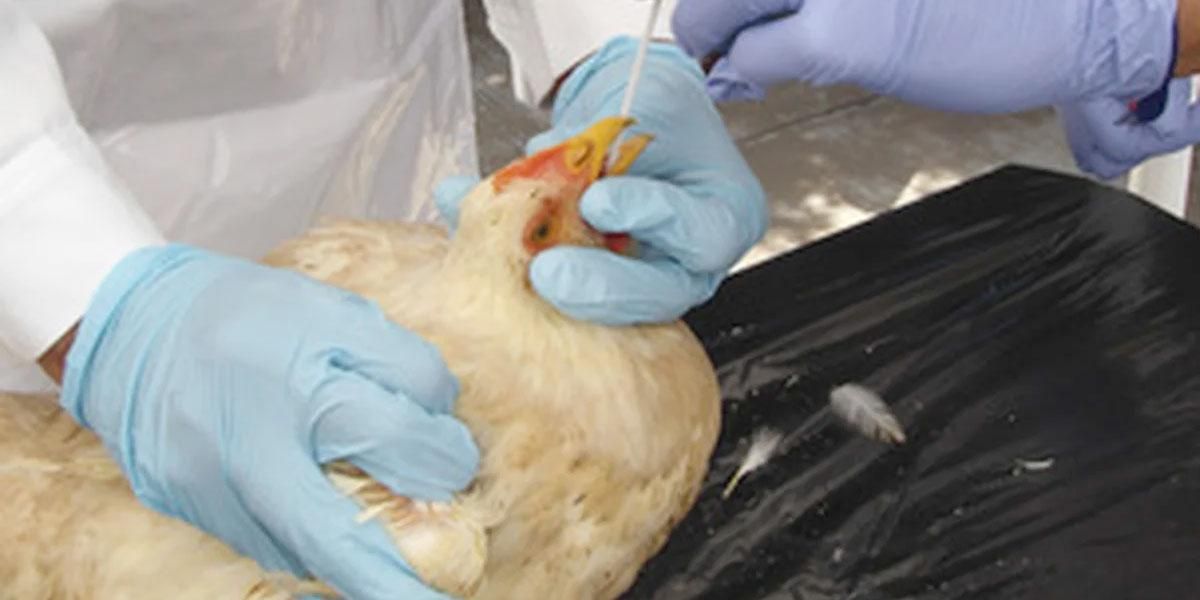 Confirman presencia de casos de influenza aviar en Colombia: adelantan actividades de inspección