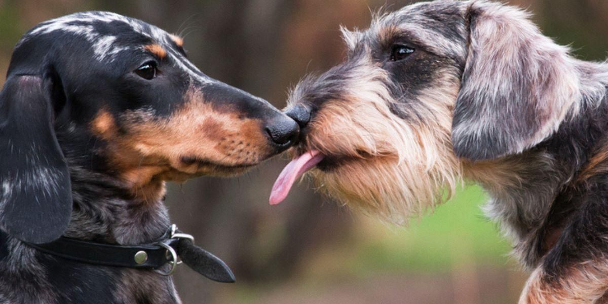 ¿Cómo se comunican los perros entre ellos