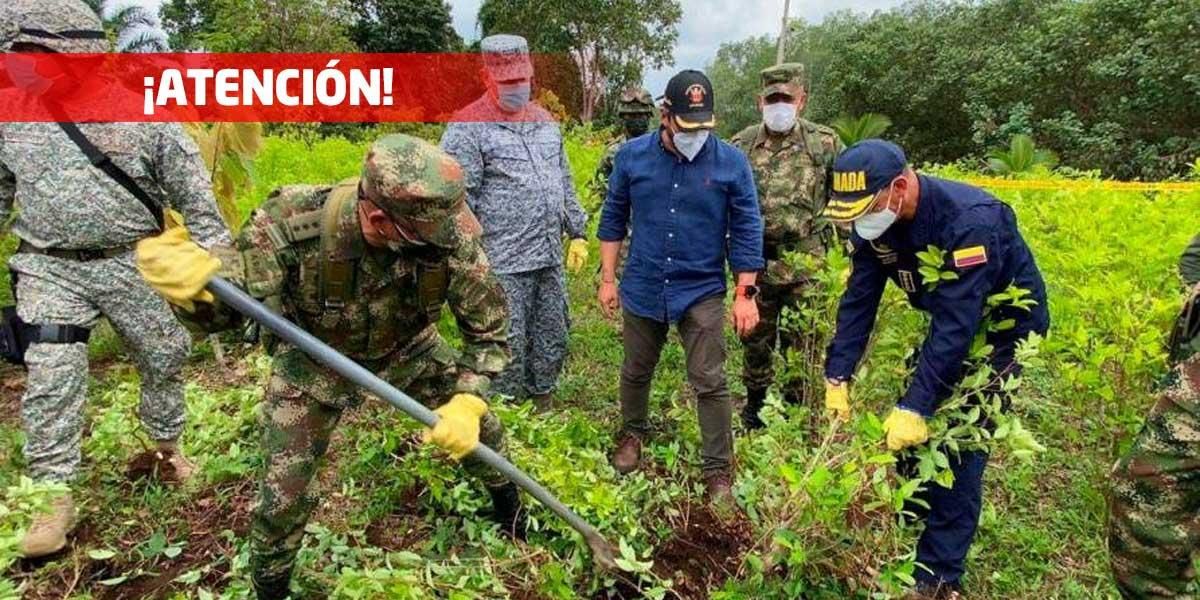 Meta de erradicación de cultivos de hoja de coca bajará en 60 % por orden presidencial