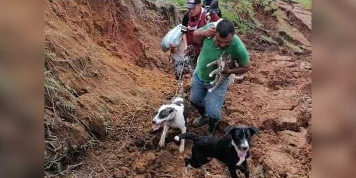 Pese a peligrosa condición, comunidad de Rosas, Cauca rescata perros atrapados en el derrumbe