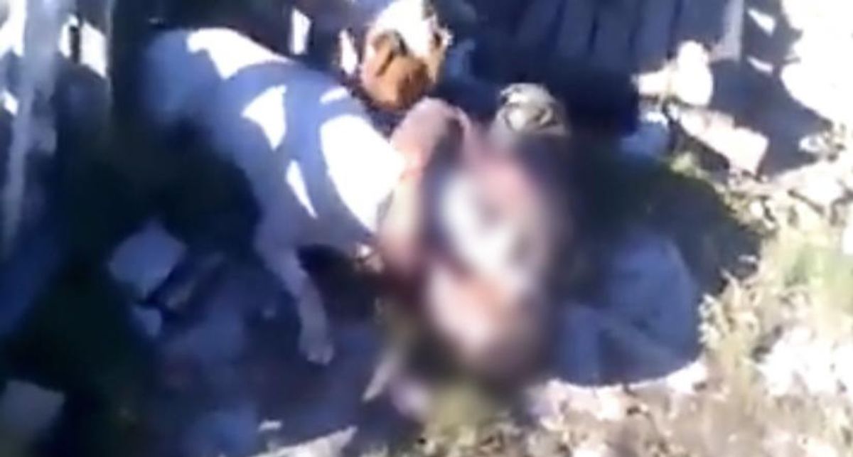 Video sensible | Exfutbolista murió al ser atacado vivo y de forma salvaje por sus propios perros