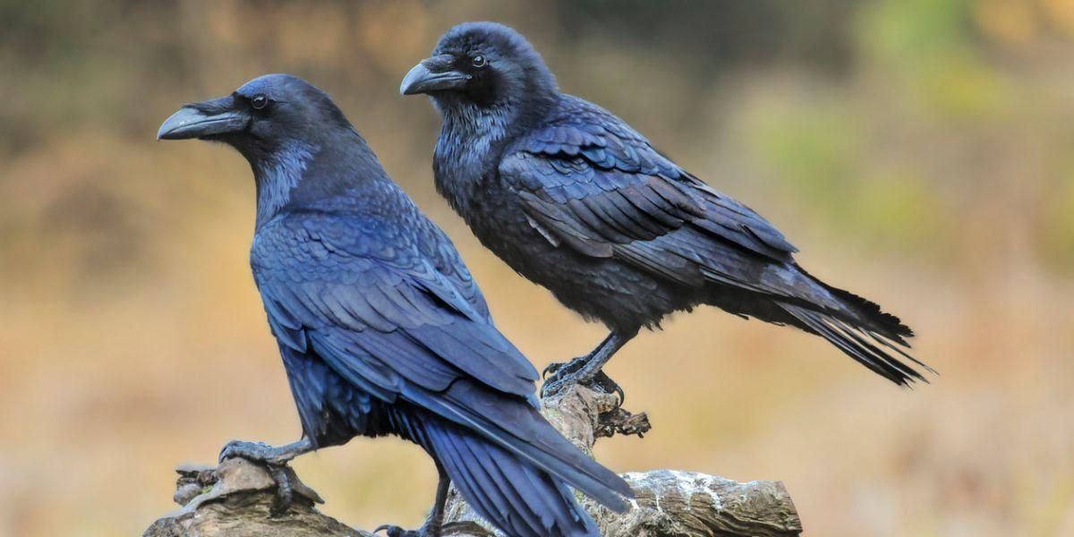 Extraño comportamiento de cuervos en varias partes del mundo causa pánico