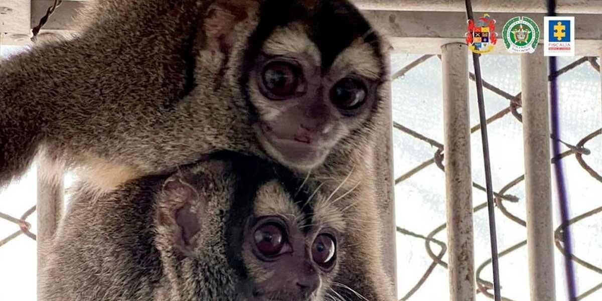 Rescatados más de 100 monos usados para pruebas científicas en Cali