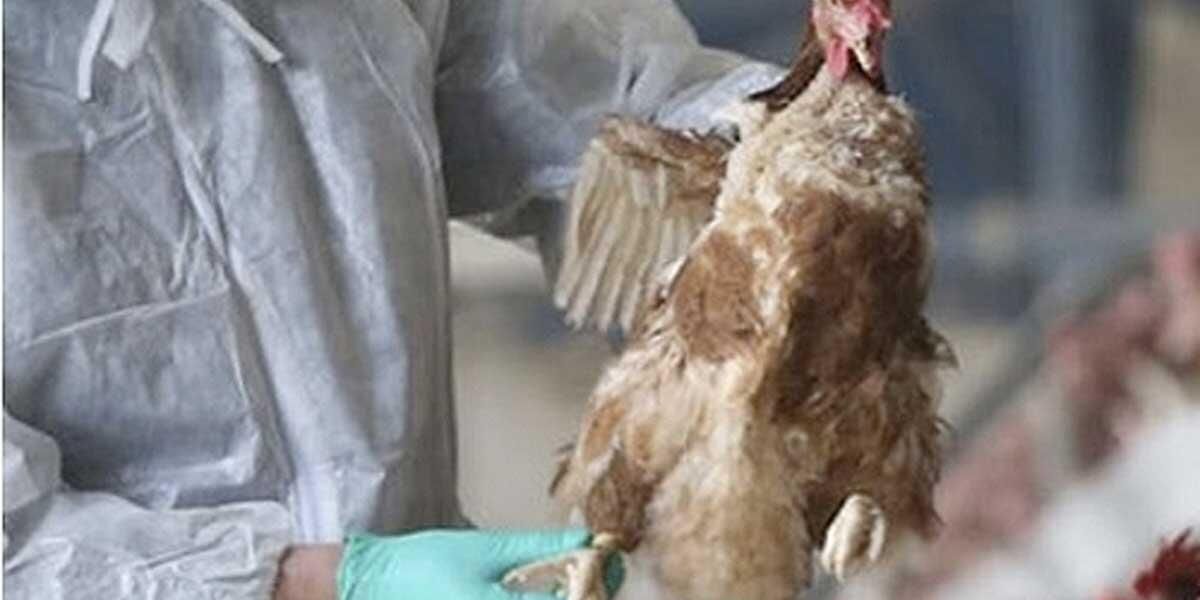 Gripe aviar se expande por Sudamérica y hay alerta: Argentina y Ecuador confirman casos