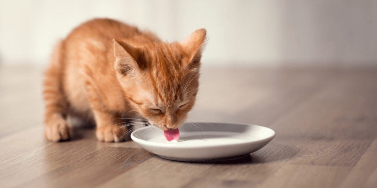 ¿Los gatos pueden tomar leche? Son más los aspectos negativos que los positivos