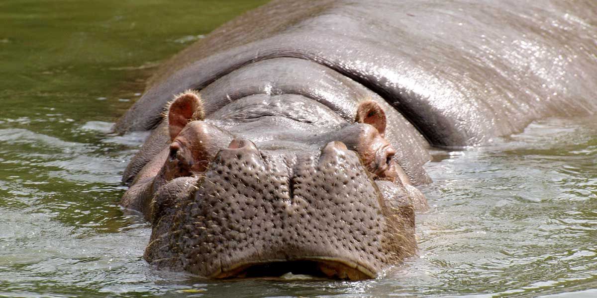 Esterilización de hipopótamos de Pablo Escobar