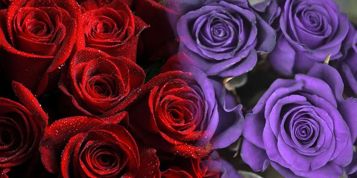 ¿Por qué ahora regalan flores moradas y no rojas en el Día de la mujer?
