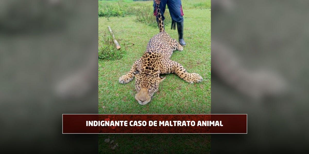 Aberrante: mataron a un jaguar en Puerto Asís que estaba monitoreado y en estado de conservación