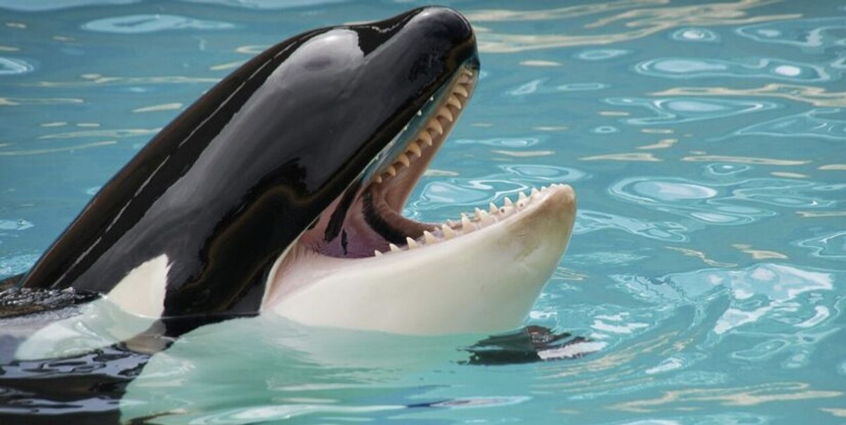 Muere Kiska, la “orca más solitaria del mundo”: estuvo 40 años en cautiverio