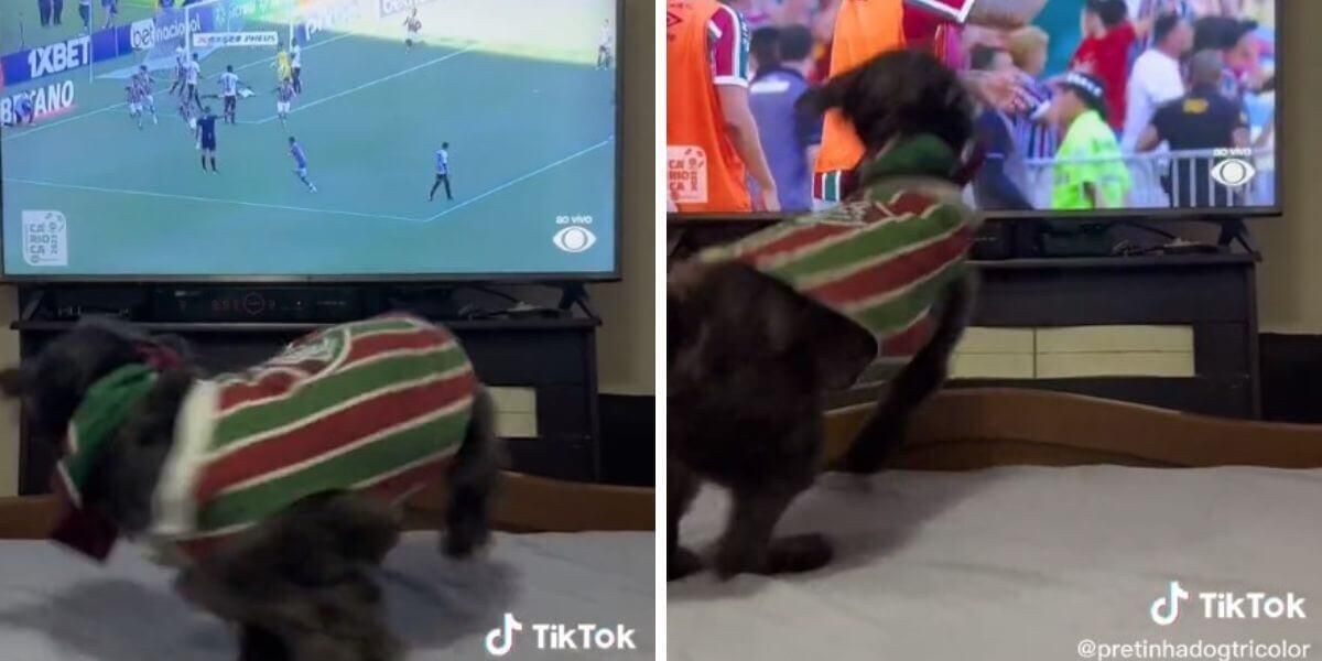 ¡La pasión por el fútbol no acaba! video de un perrito celebrando los goles de su equipo