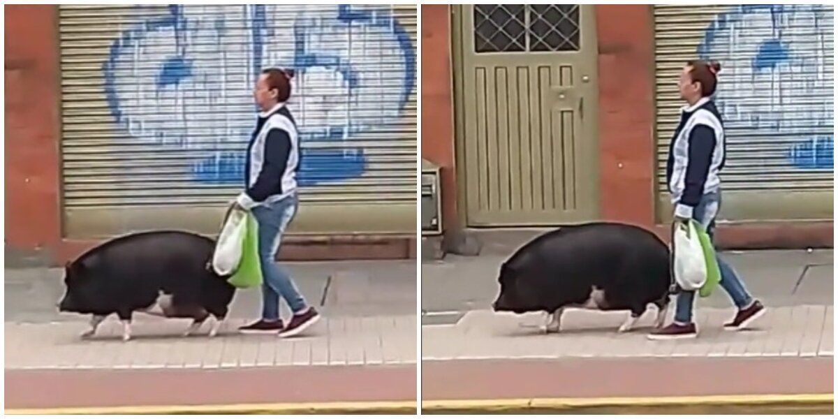 mujer saca pasear cerdo en bogotá