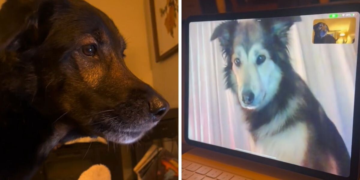 La emoción de dos perros al verse por videollamada se volvió viral