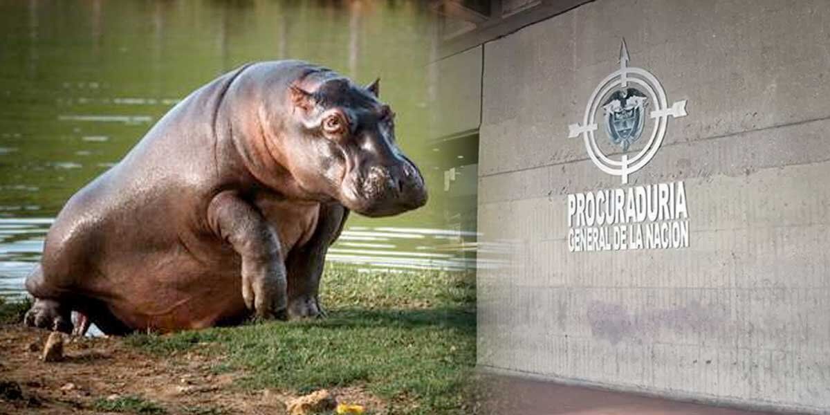 Los hipopótamos deben seguir siendo considerados especie invasora en Colombia: Procuraduría