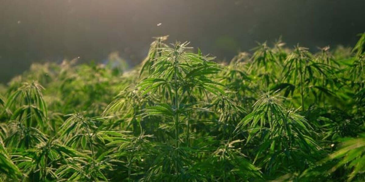 Día Mundial del Cannabis