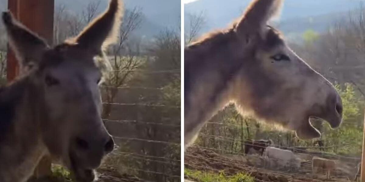 (Video) burro llora de emoción después de estar amarrado por ocho años