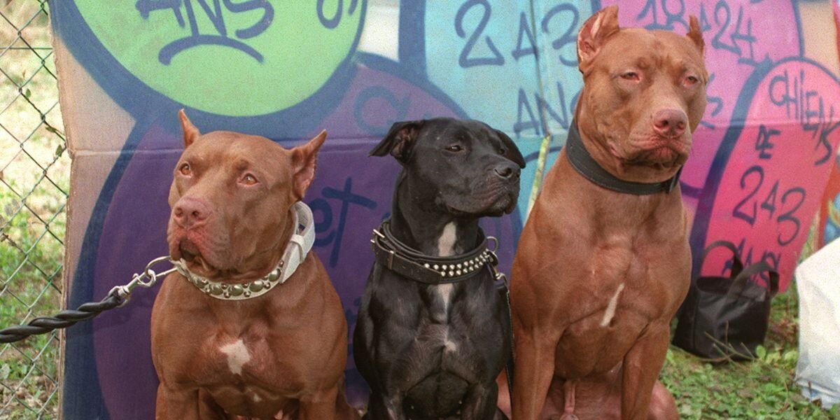 Perros Pitbull: El lado amable de los peludos