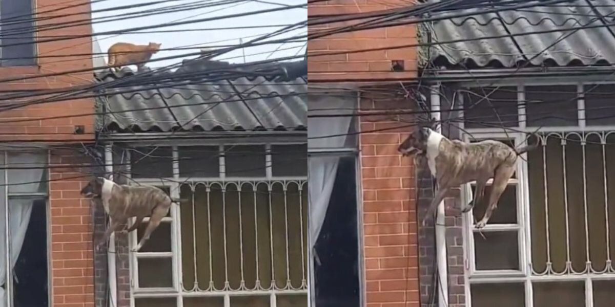Vecinos salvan a perro que se enredó en cables de la luz