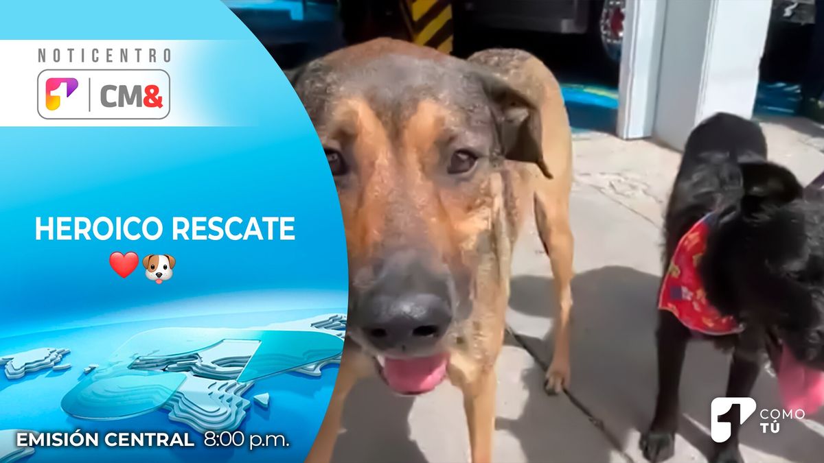 Heroico rescate: bomberos revivieron a unos perros tras un incendio