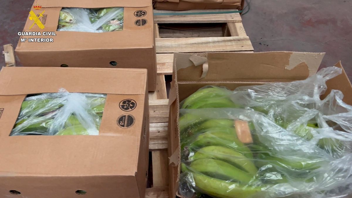 Incautan en España 6,5 toneladas de cocaína procedente de Colombia, oculta en cajas de bananos