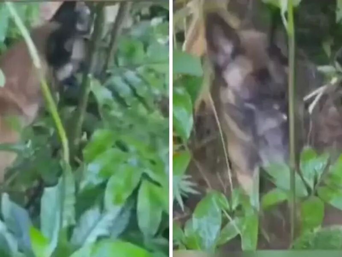 ¿Wilson?: circula nuevo video de un perro similar al rescatista en la selva del Caquetá