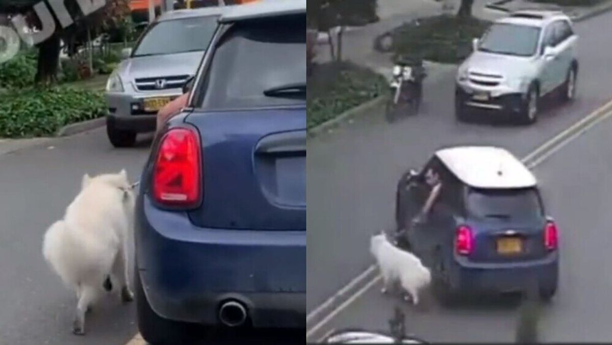 Indignación por conductor que arrastró a su perro desde un carro en el norte de Bogotá