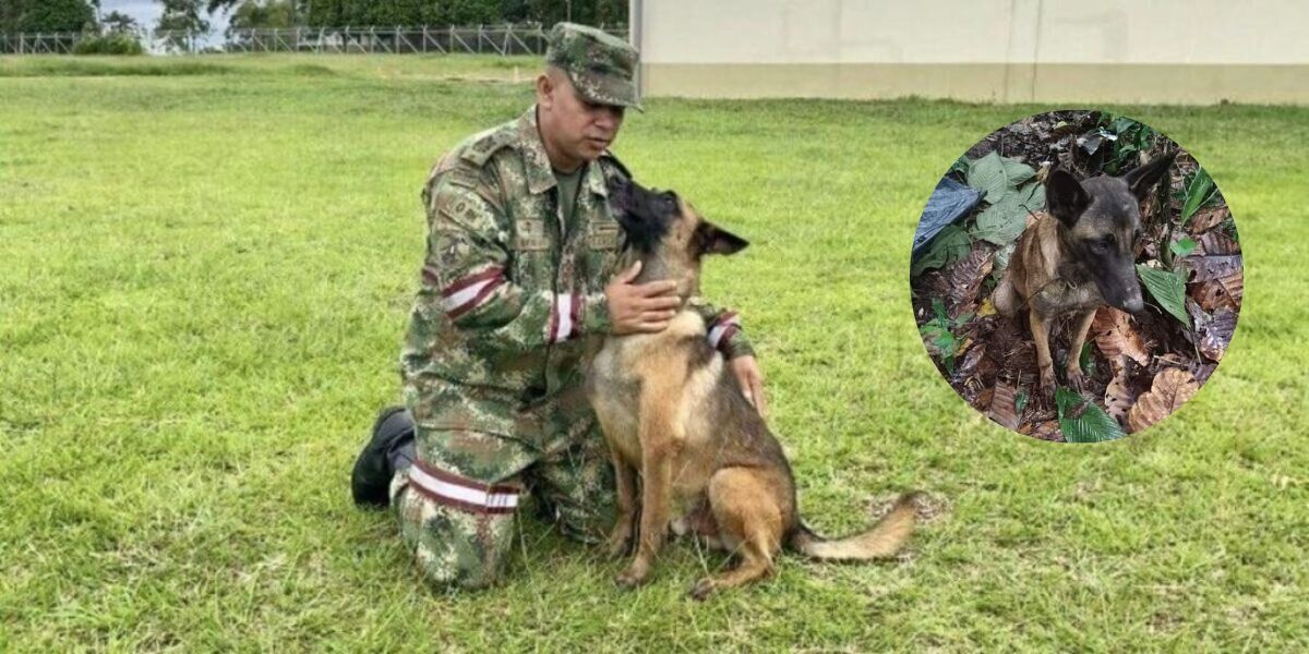 Ejército confirma que perro encontrado en la selva no es Wilson