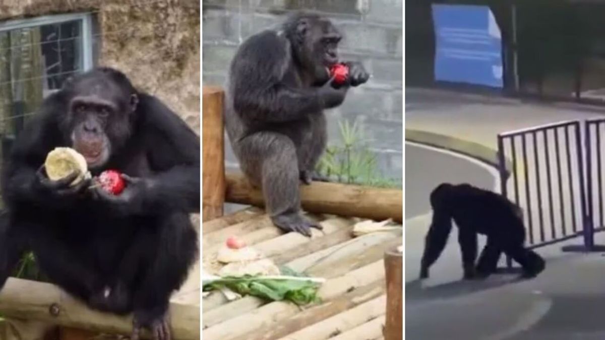 Captan momento exacto en el que matan a ‘Pancho’, el chimpancé que huyó de un zoológico en Pereira