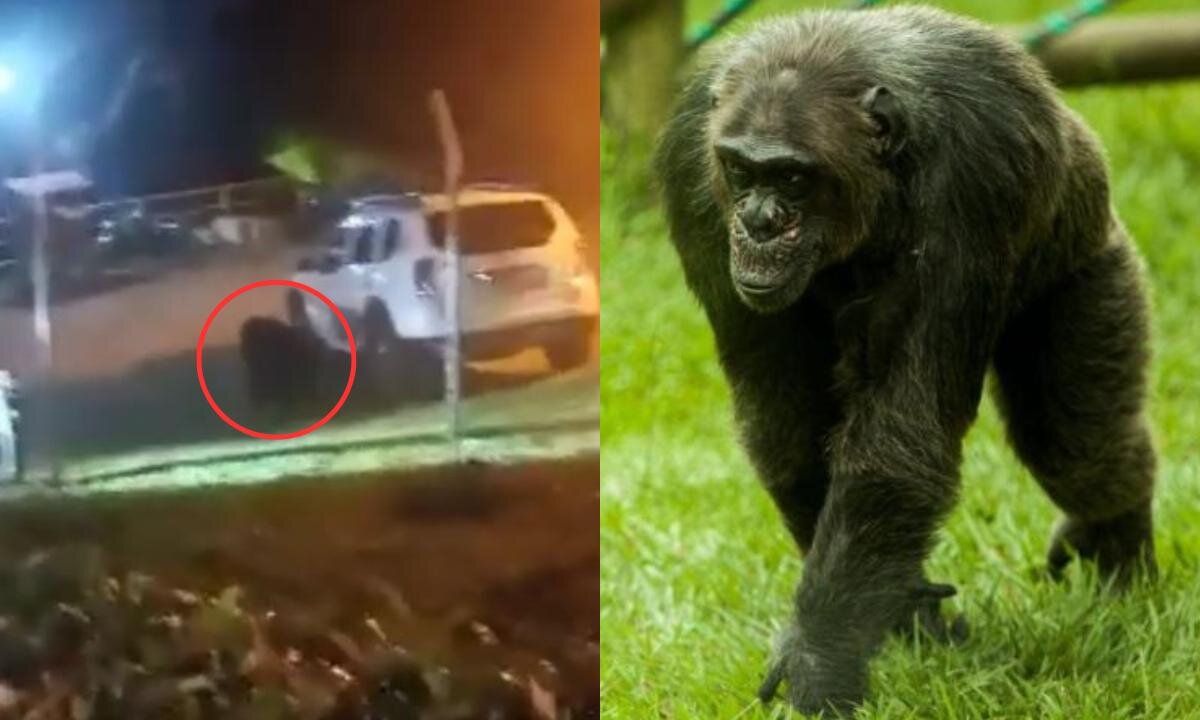 Muerte de chimpancés en Pereira: denuncian que personal del bioparque “no estaba pendiente” cuando escaparon
