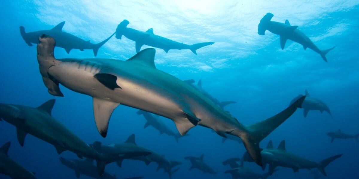 Soñar con tiburones