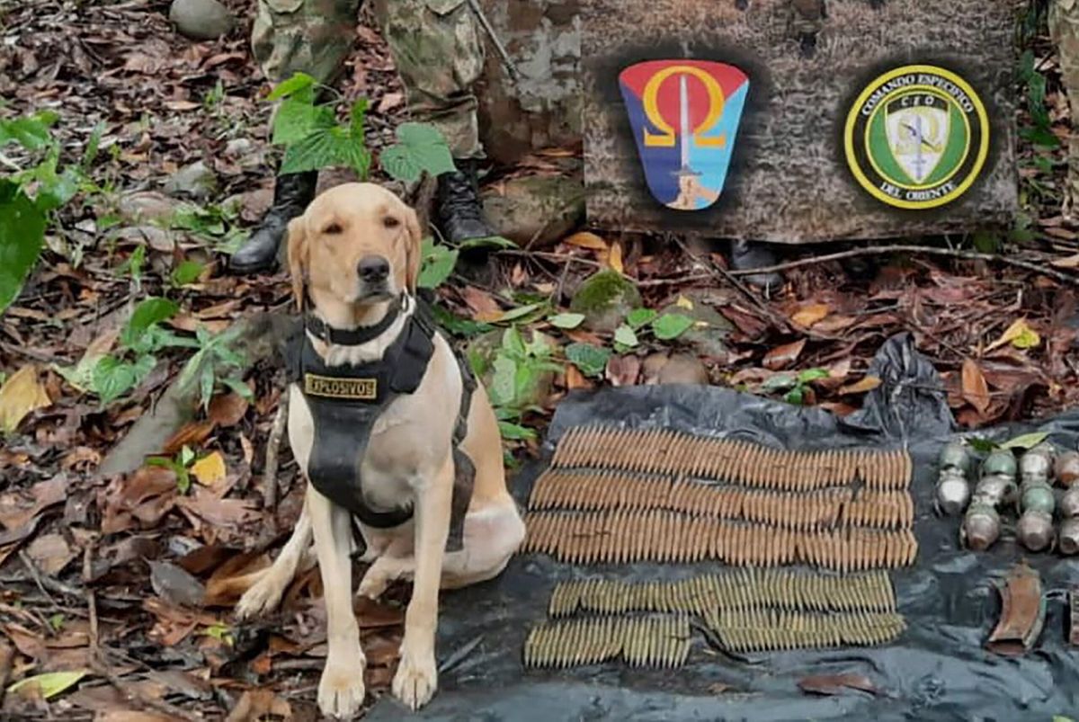 Murió ‘Happy’, perro antiexplosivos cuando inspeccionaba bomba que dejaron disidencias en el Meta