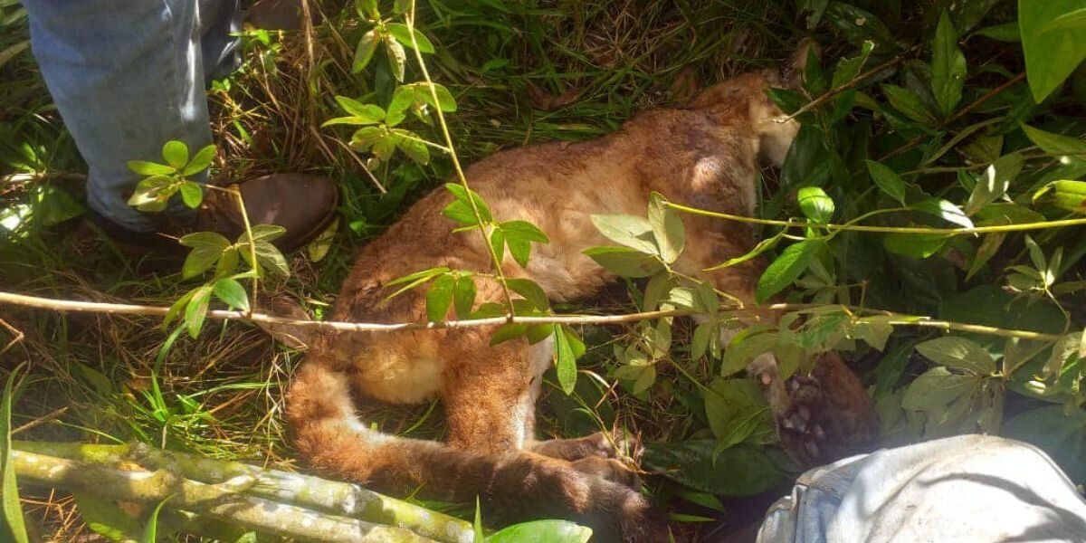 Indignación en Antioquia tras envenenamiento de un puma mientras cuidaba a sus cachorros
