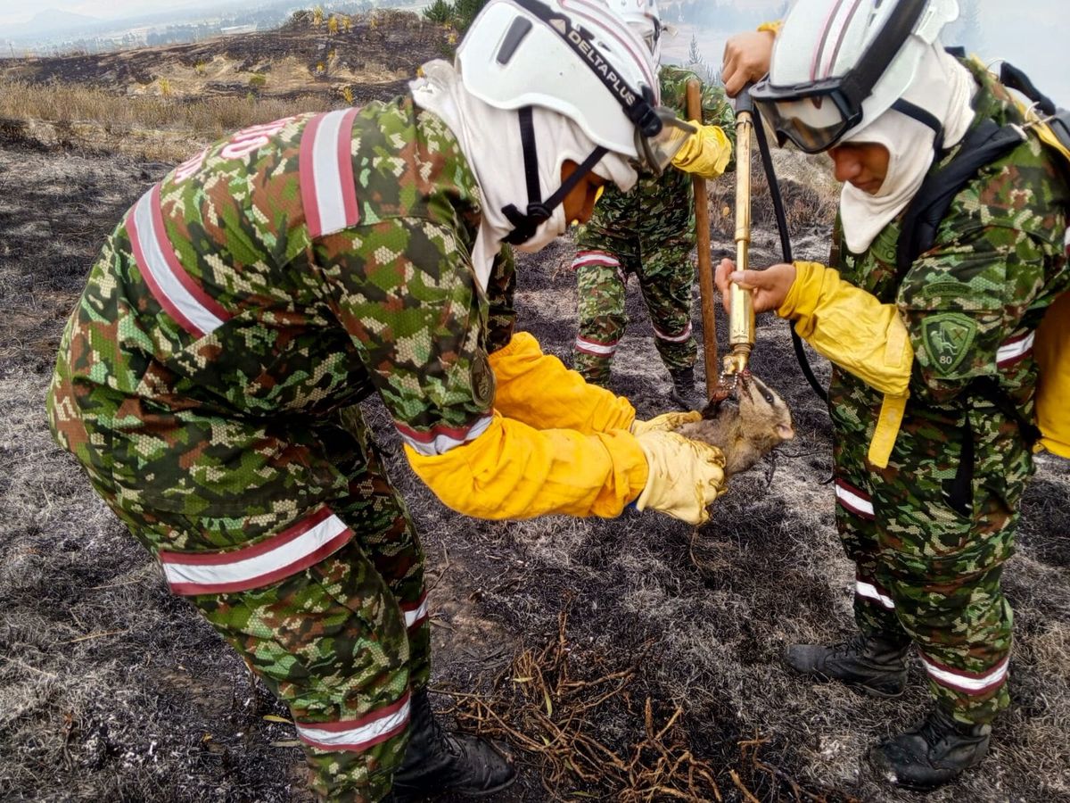 Soldados rescatan Zarigüeya rodeada por las llamas en Soacha