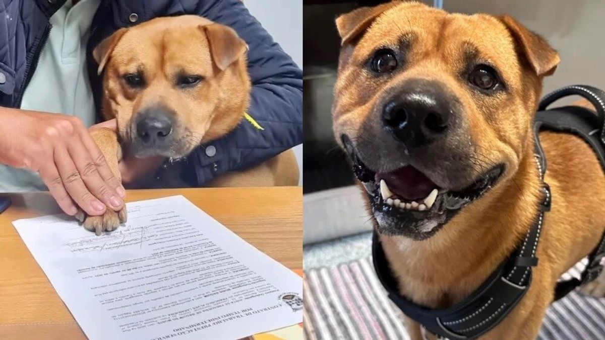 Empresa incorporó a un perro para dar “amor y cariño” a sus empleados: firmó el contrato con su pata
