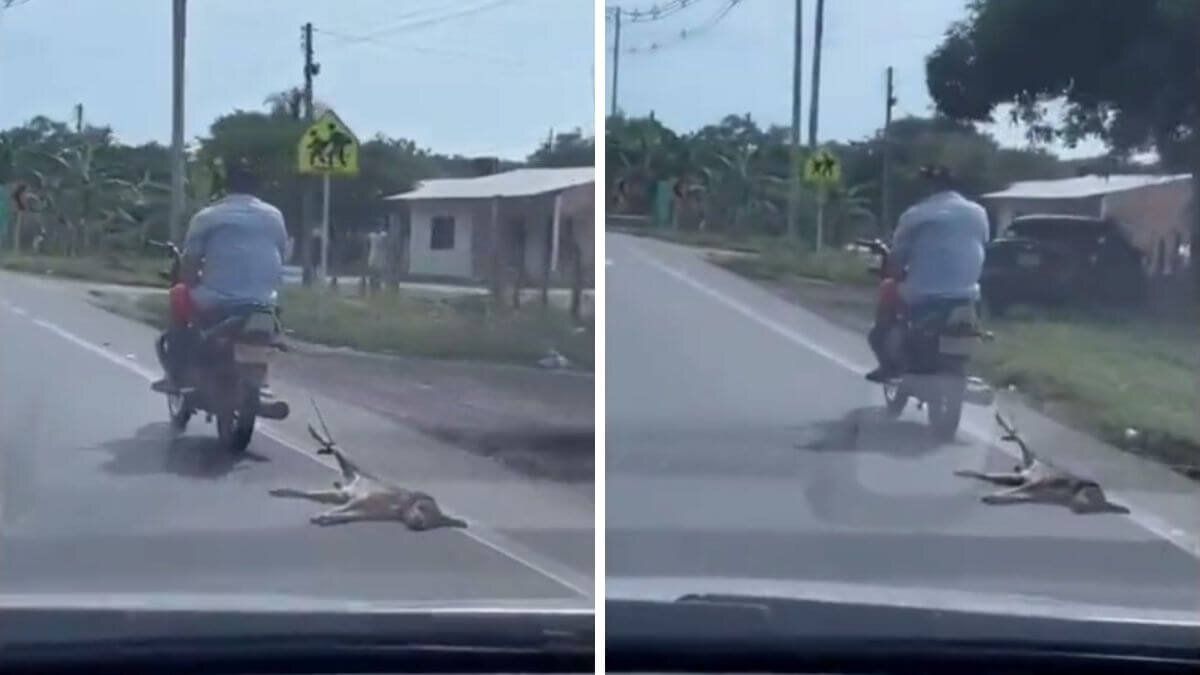 Motociclista arrastró a perrito amarrado en una carretera